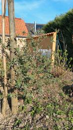 Vlinderstruik, Tuin en Terras, Planten | Tuinplanten, Ophalen of Verzenden