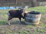 Soay ram schaap, geboren 2025, Dieren en Toebehoren, Schapen, Geiten en Varkens