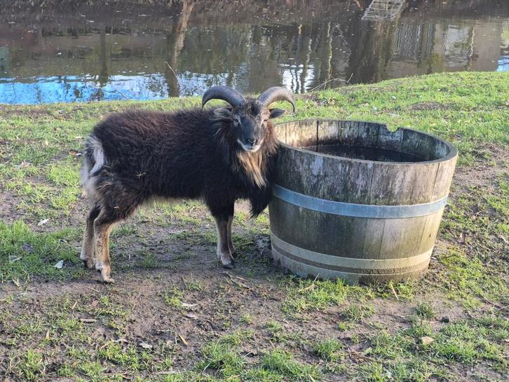Soay ram schaap, geboren 2025, Dieren en Toebehoren, Schapen, Geiten en Varkens