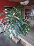 Monstera Thai constellation, Maison & Meubles, Plantes d'intérieur, Enlèvement