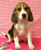 Supermooie Beagle pups!, Beagle, 15 weken tot 1 jaar, Buitenland, CDV (hondenziekte)