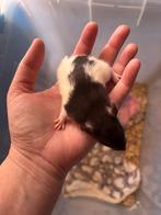 Verschillende kleuren mannen rittens ratjes ratten, Mannelijk, Rat, Tam