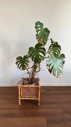 Toffe rotan plantenbak, Ophalen, Vierkant