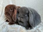 2 Prachtig mooie lieve super handtamme Minilop konijntjes, Dieren en Toebehoren, Konijnen, Meerdere dieren, Klein, Hangoor, 0 tot 2 jaar