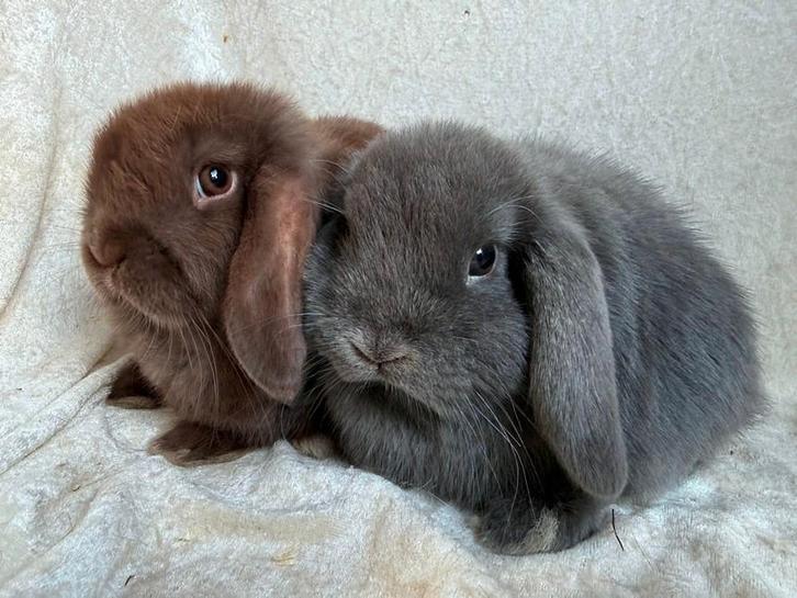 2 Prachtig mooie lieve super handtamme Minilop konijntjes, Dieren en Toebehoren, Konijnen, Klein, Meerdere dieren, 0 tot 2 jaar