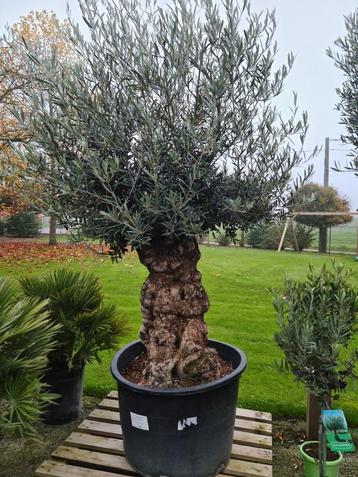 Olijfboom Olea Europaea Bonsai  disponible aux enchères