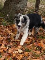 Border collie reu, Dieren en Toebehoren, België, 15 weken tot 1 jaar, Reu, CDV (hondenziekte)