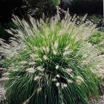 Lampenpoetsersgras, €1 't stuk,zelf nog stukken af te doen., Tuin en Terras, Ophalen