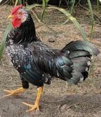 Ancona kriel haan, Dieren en Toebehoren, Pluimvee
