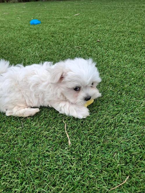 Maltezer pups, Dieren en Toebehoren, Honden | Chihuahua's en Gezelschapshonden, Meerdere dieren, Maltezer, Fokker | Hobbymatig