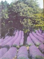 Artis Historia: Provence en Camargue, Ophalen