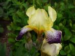 Iris Germanica, Tuin en Terras, Planten | Tuinplanten, Ophalen
