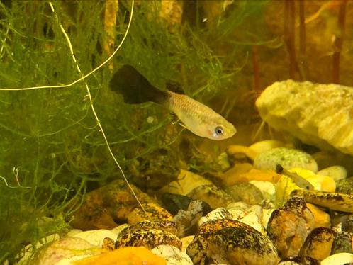 Black toxedo guppies, Dieren en Toebehoren, Vissen | Aquariumvissen, Vis