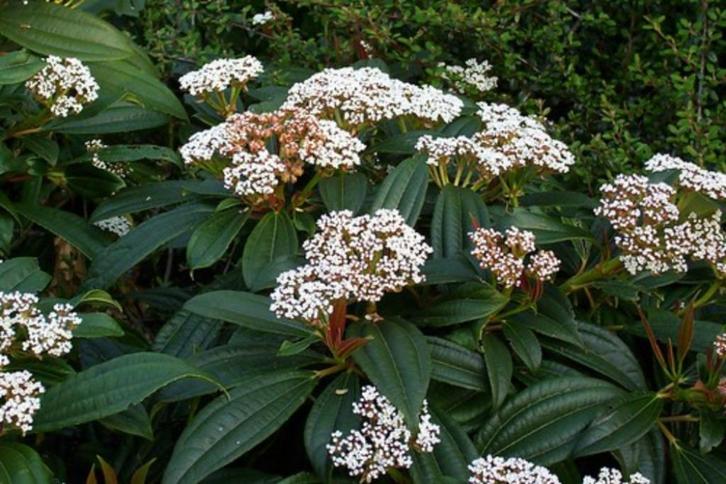 Viburnum davidii, Tuin en Terras, Planten | Tuinplanten, Winter, Ophalen
