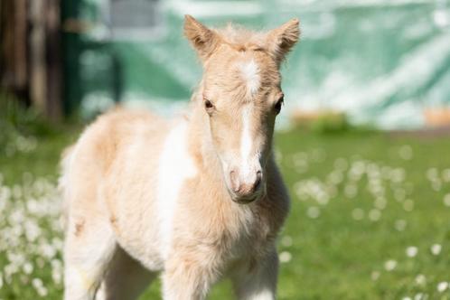 Twee NMPRS hengstveulens, Dieren en Toebehoren, Pony's, Hengst, A pony (tot 1.17m), 0 tot 2 jaar, Met stamboom, Gechipt, Ontwormd