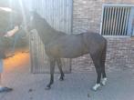Hengstveulen springgefokt, Dieren en Toebehoren, Paarden, Springpaard, Minder dan 160 cm, Z, Gechipt