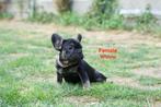 French Bulldog (ouders aanwezig), Dieren en Toebehoren, België, Particulier, CDV (hondenziekte), 8 tot 15 weken