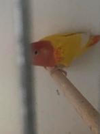 Roseicollis kweekkoppel, Dieren en Toebehoren, Vogels | Parkieten en Papegaaien, Meerdere dieren, Dwergpapegaai of Agapornis, Geringd