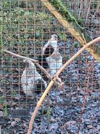 3 mooie grijze hanen , ras zijdehoen, Mâle, Poule ou poulet