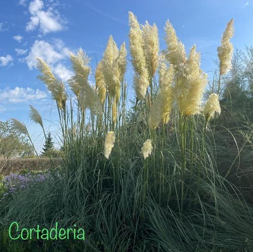Siergrassen aan stuntprijzen, Tuin en Terras, Planten | Tuinplanten, Bodembedekkers, Ophalen of Verzenden