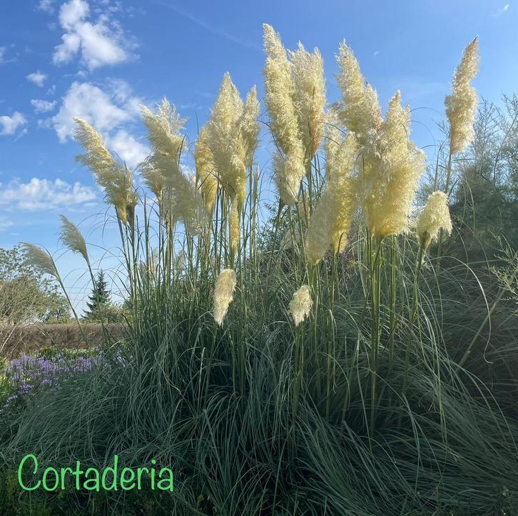Siergrassen aan stuntprijzen, Tuin en Terras, Planten | Tuinplanten, Bodembedekkers, Ophalen of Verzenden
