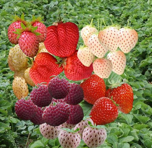 Aardbeien groot sortiment aardbeiplanten met supervruchten, Tuin en Terras, Planten | Tuinplanten, Vaste plant, Fruitplanten, Volle zon