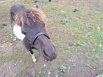 mini paardje, Dieren en Toebehoren, Pony's, Hengst, Gechipt