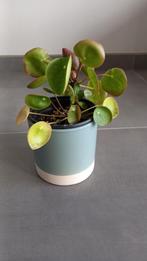 Plante avec pot, Autres espèces, En pot, Moins de 100 cm, Enlèvement