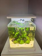 Aquarium met garnalen filter verwarming planten, Dieren en Toebehoren, Vissen | Aquaria en Toebehoren, Ophalen, Zo goed als nieuw