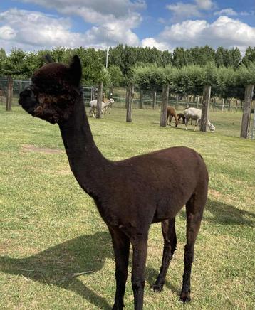 Te koop zwarte jonge alpaca merrie beschikbaar voor biedingen