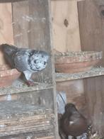 Tipler doffer, Animaux & Accessoires, Oiseaux | Pigeons