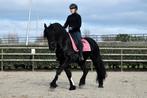 ** ONWIJS KNAPPE & LIEVE 4 JARIGE FRIESE RUIN**, Cheval de dressage, B, Hongre, Avec pedigree