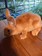 Mooie jonge mannelijke gele Vlaamse reus supertam, Dieren en Toebehoren, Konijnen