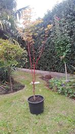 japanse esdoorn, Ophalen, In pot