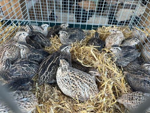 Japanse kwartels hennen en hanen, Dieren en Toebehoren, Pluimvee