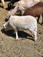 Ouessant ooi en ram (voorlopig alles gereserveerd!!), Dieren en Toebehoren, Schapen, Geiten en Varkens
