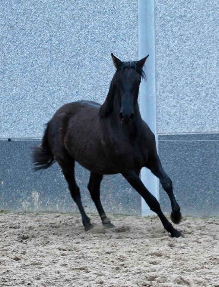 Knappe, zwarte PRE merrie, Dieren en Toebehoren, Paarden, Merrie, Onbeleerd, Minder dan 160 cm, 0 tot 2 jaar, Met stamboom, Gechipt