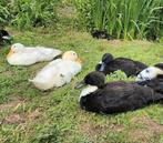 Eenden, Dieren en Toebehoren, Eend