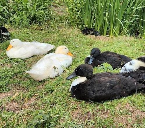 Eenden, Dieren en Toebehoren, Pluimvee, Eend