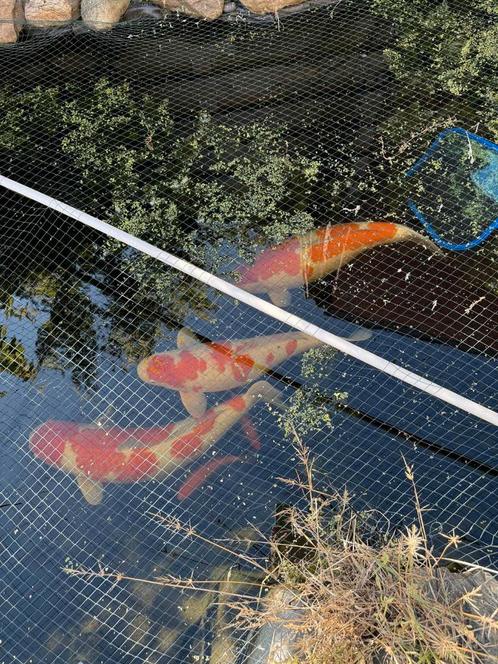 Koi te koop, Dieren en Toebehoren, Vissen | Vijvervissen