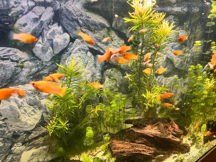 GRATIS - Xipho Maculatus zoetwatervissen, Dieren en Toebehoren, Vissen | Aquariumvissen, Zoetwatervis, Vis, Schoolvis