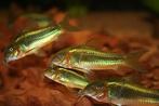 Corydoras Greenline CW09 3cm - Locatie Heerlen NL, Vis, Zoetwatervis, Schoolvis