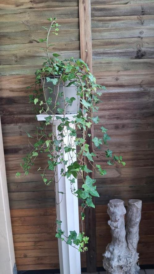 Hedera Helix., Tuin en Terras, Planten | Struiken en Hagen, Haag, Overige soorten, Ophalen