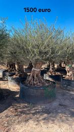 Olijfbomen olea europaea vanaf april in België!, Tuin en Terras, Planten | Bomen, Ophalen