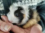 Cavia mannetje, Dieren en Toebehoren, Overige Dieren, Mannelijk