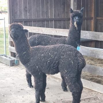 Alpaca hengstjes trio van 3 .lieverds beschikbaar voor biedingen