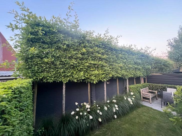 Leibeuk, Leilinde, groenblijvend, Leibomen AANPLANT SERVICE!, Tuin en Terras, Planten | Bomen, Ophalen of Verzenden