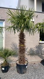 Winterharde palmbomen, Enlèvement ou Envoi