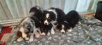 Border Collie pups, Dieren en Toebehoren, Meerdere, 8 tot 15 weken, Meerdere dieren, België