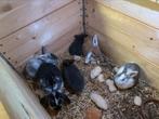 4dwergkonijnen en 2 dwerghangoren, Dieren en Toebehoren, Konijnen, Meerdere dieren, Dwerg, Hangoor, 0 tot 2 jaar